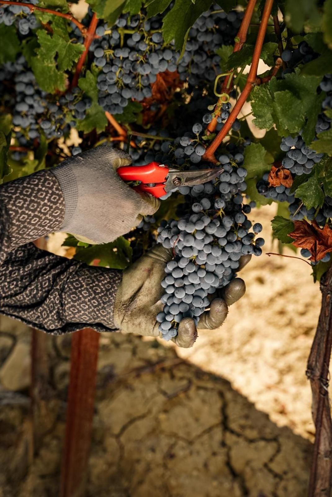 Wine Cattunar