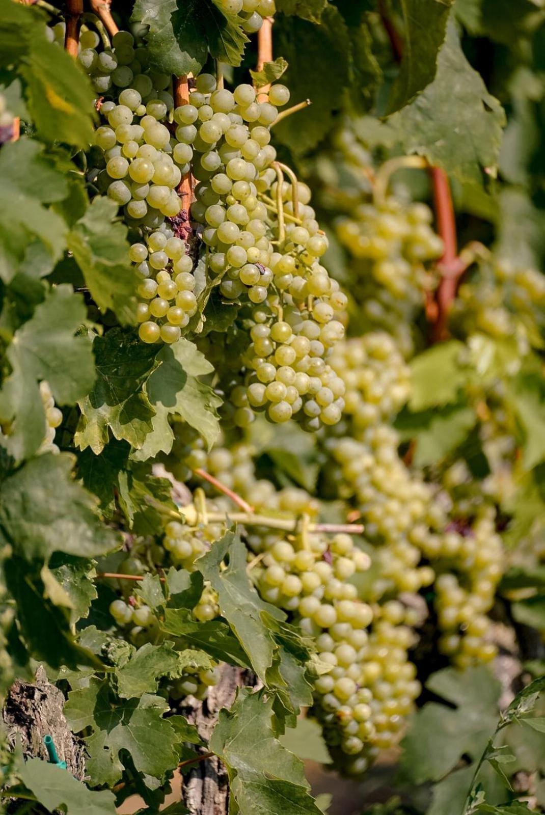 Wine Cattunar 5*