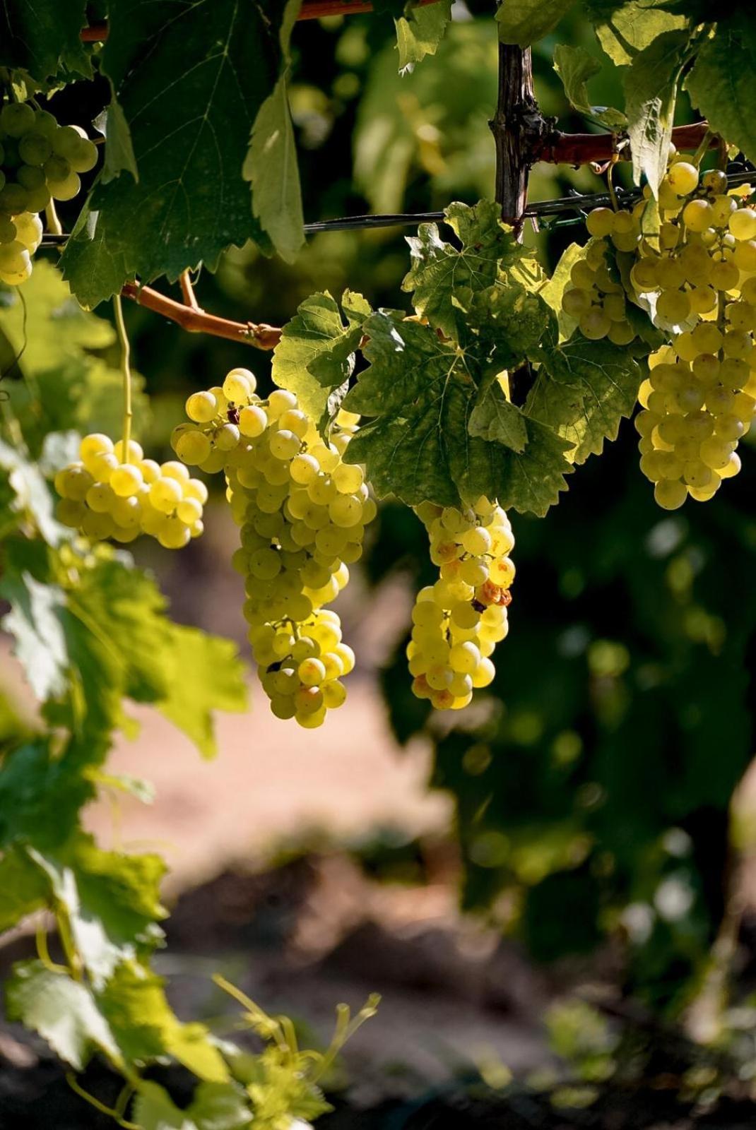 Wine Cattunar Hotel